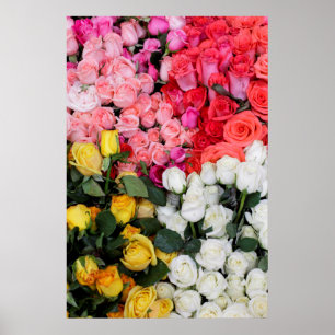 Poster Roses for sale, San Miguel de Allende, Mexico