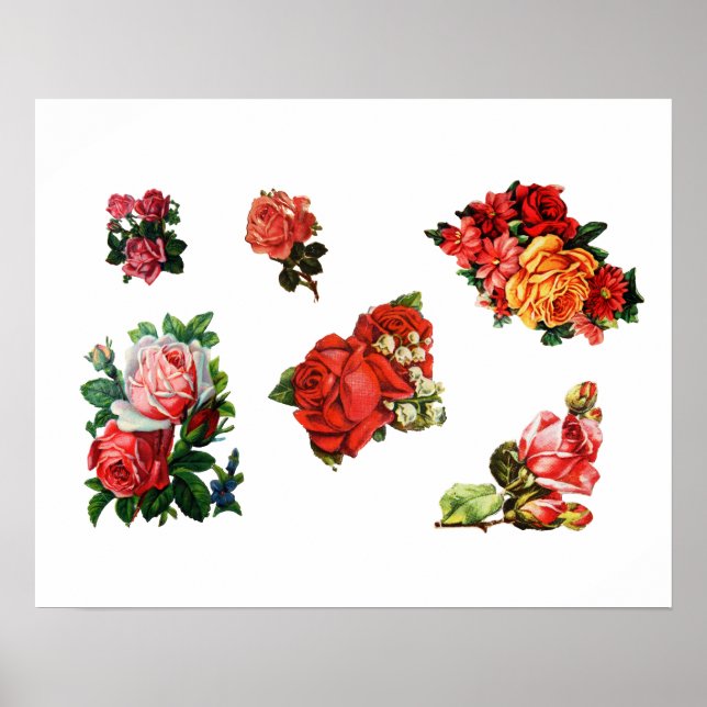 Poster Roses in Bloom (Devant)