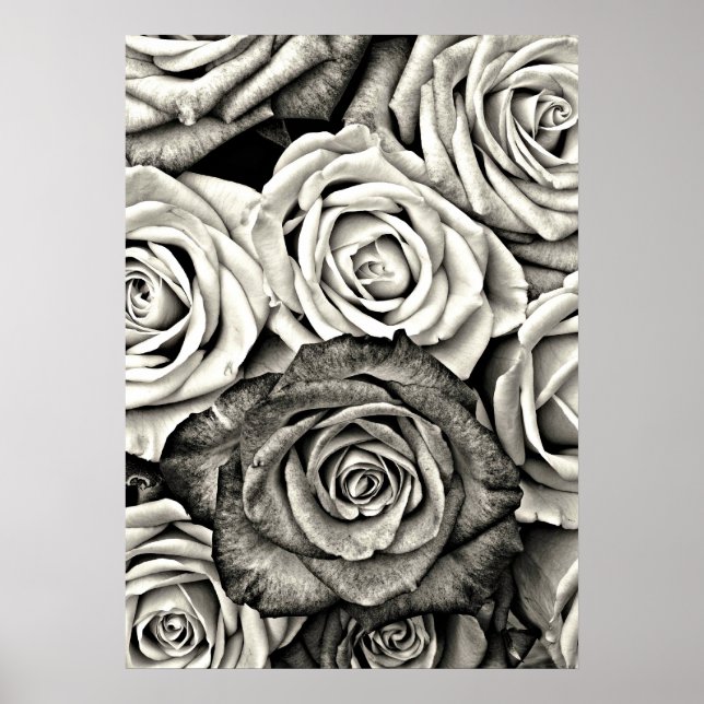 Poster Roses noires et blanches (Devant)