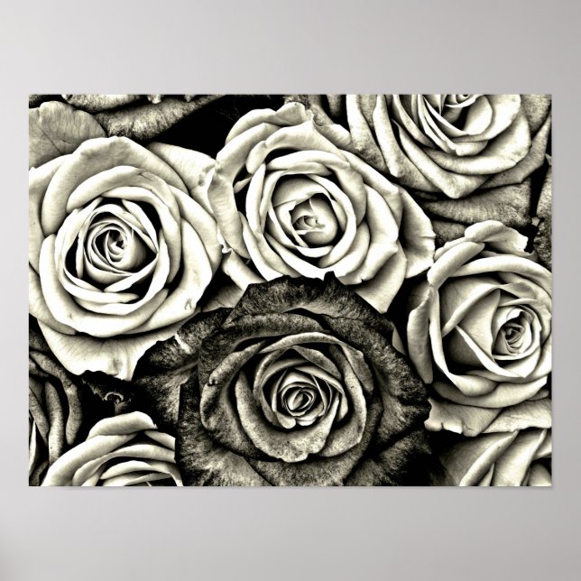 Poster Roses noires et blanches (Devant)
