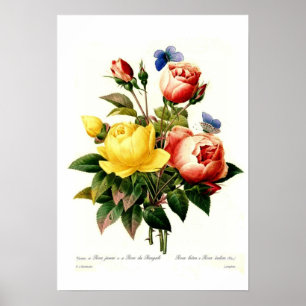 Poster Roses par Pierre-Joseph Redouté