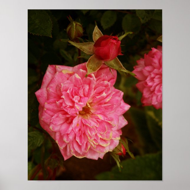 Poster Roses roses (Devant)