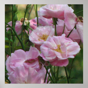 Poster Roses roses de Noisette