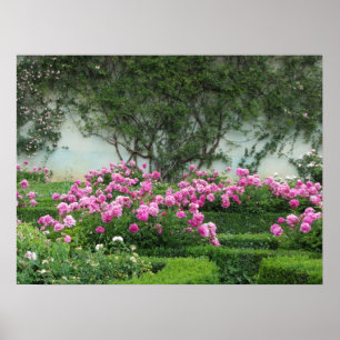 Poster Roses roses élégants