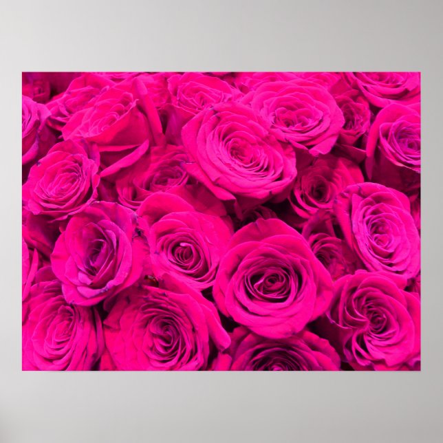 Poster Roses roses rose fleurs rose rose rose floral rose (Devant)