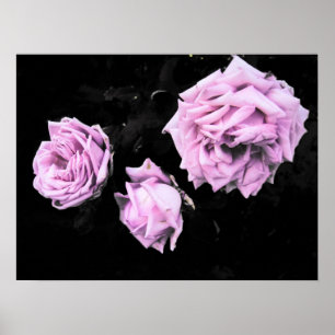Poster roses roses roses