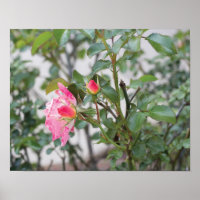 Roses roses roses pleine couleur photo