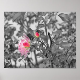 Poster Roses roses roses rose Couleur Splash Photo