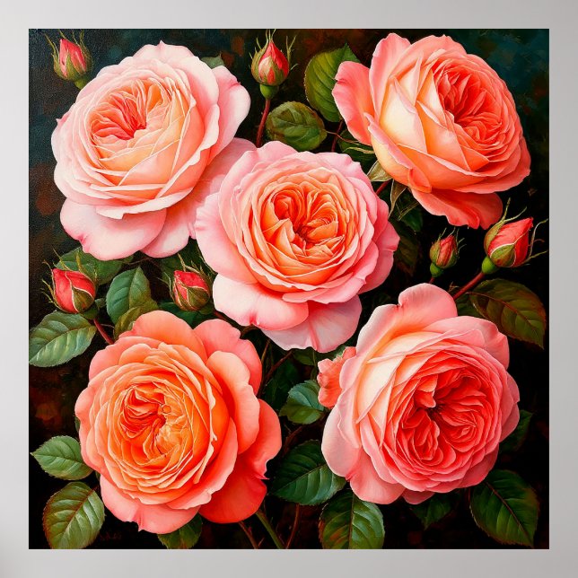 Poster Roses roses vives en pleine floraison (Devant)