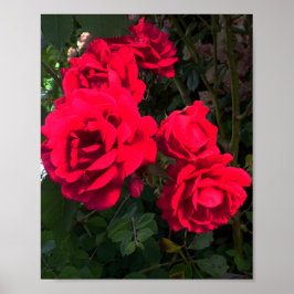 Poster Roses rouges florissantes