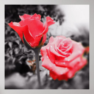 Poster Roses rouges vintages