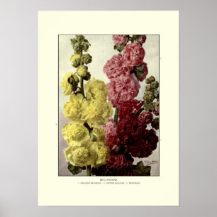 Poster Roses trémière
