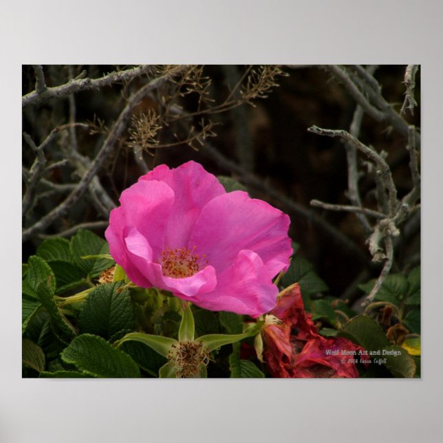 Poster Rosier Fleur de Rosier Rugosa Rose de Mer Rose Pin (Devant)