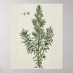 Poster Rosmarinus Officinalis, "d'un de fines herbes