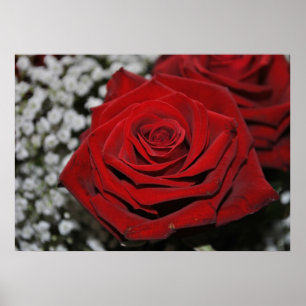 Poster Rote Rose - Druck