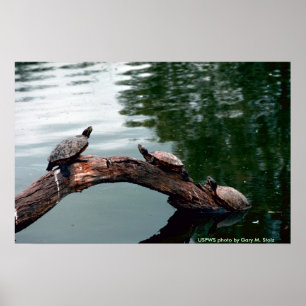 Poster/Rothaarschieber Poster