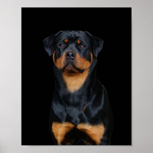 Poster Rottweiler