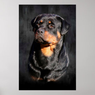 Poster Rottweiler
