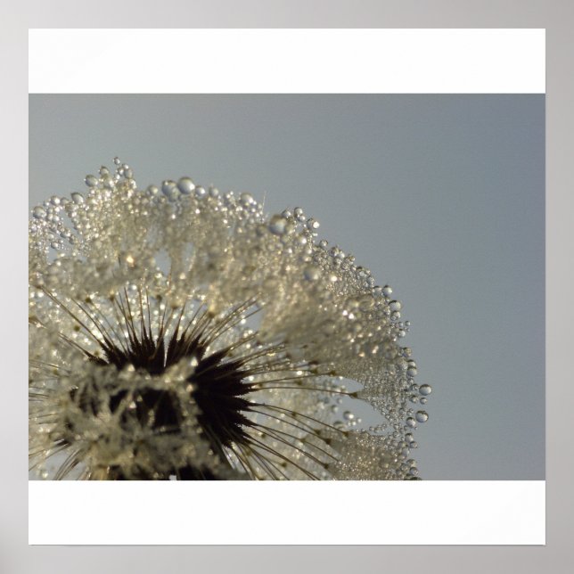 Poster Roue de gouttelettes - Dandelion avec gouttelettes (Devant)