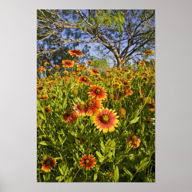 Poster Roues à feu Gaillardia pulchella) fleurs sauvages (Devant)