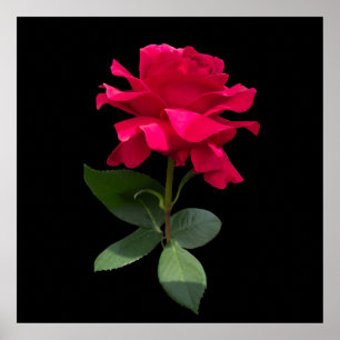 Poster Rouge