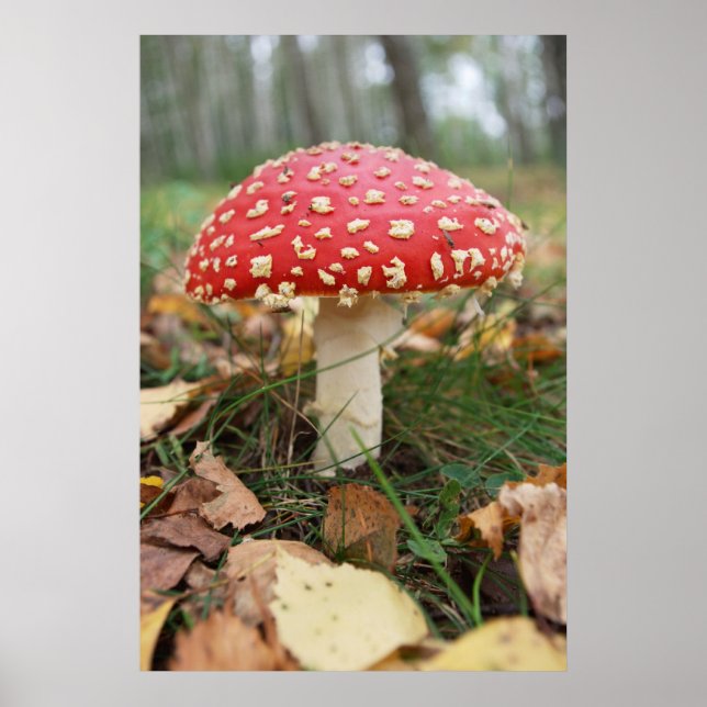 Poster rouge de la mouche Agaric (Devant)