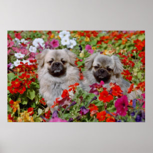 Poster Rouge Deux espagnols tibétains en fleurs