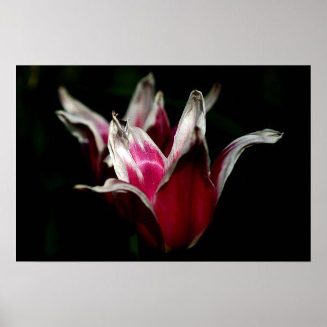 Poster Rouge et blanc sur noir (Devant)