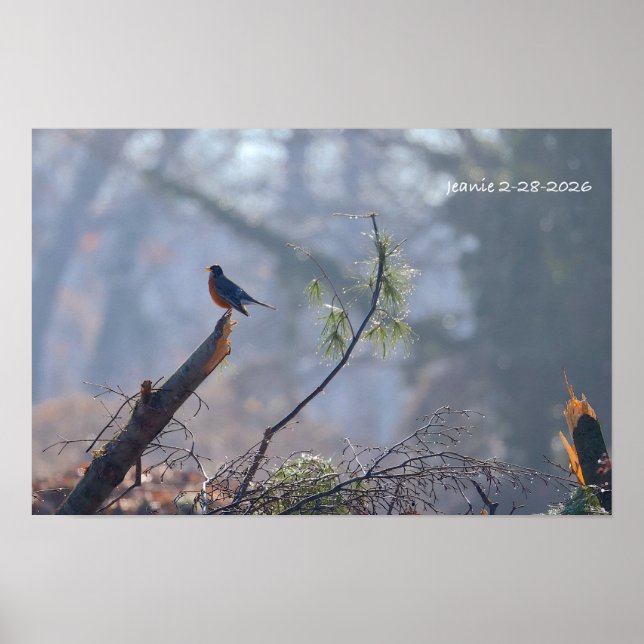 Poster Rouge-gorge (Devant)