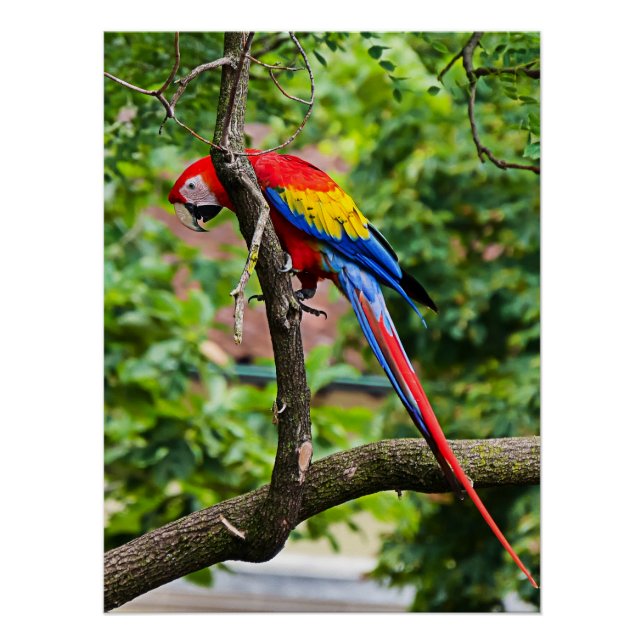 Poster rouge Macaw Mur brillant (Devant)
