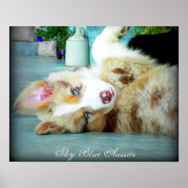 Poster rouge Merle Australian Shepherd Puppy (Devant)