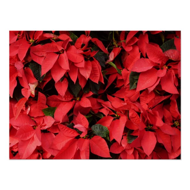 Poster Rouge Poinsettias II Noël Fête Florale (Devant)