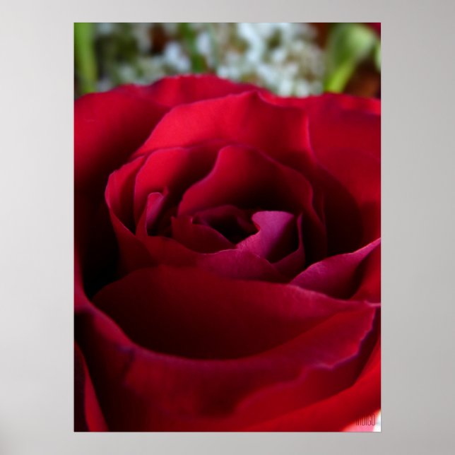 Poster Rouge Rose Imprimer Belle Fleur Art Imprime (Devant)