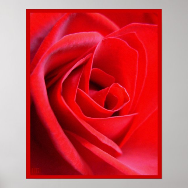 Poster Rouge Rose Imprimer Belle Fleur Art Imprime (Devant)
