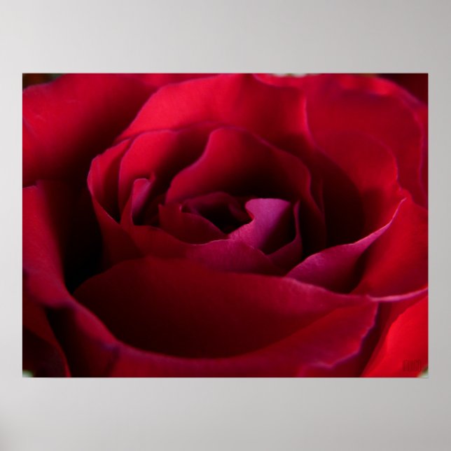 Poster Rouge Rose Imprimer Belle Fleur Art Imprime (Devant)