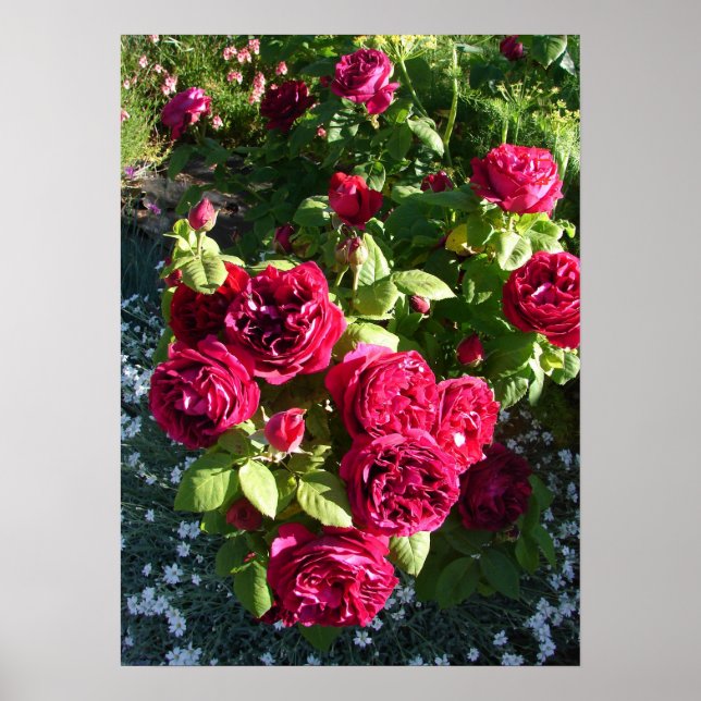 Poster rouge Rose Rose Nature Jardin (Devant)