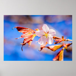 Poster Rouge Sakura bleu ciel
