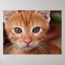 Poster Rouge Tabby Kitten