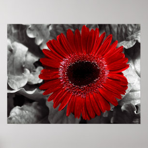 Poster rouge vu