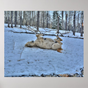 Poster Roulement du cheval blanc en hiver photo neige