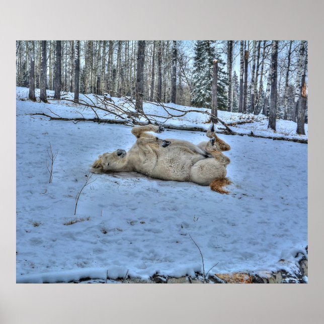 Poster Roulement du cheval blanc en hiver photo neige (Devant)