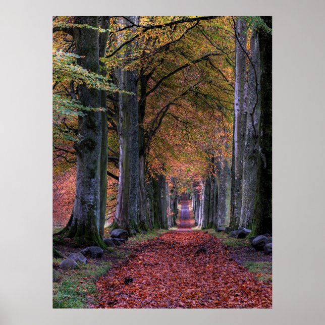 POSTER ROUTE AVEC FEUILLES TOMBANTS ENTRE ARBRES (Devant)