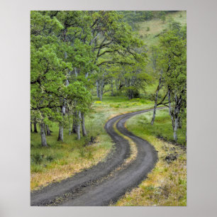 Poster Route de campagne à travers les arbres, Oregon