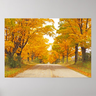 POSTER "ROUTE DE CAMPAGNE BORDÉE D'ARBRES DE COULEUR MARI