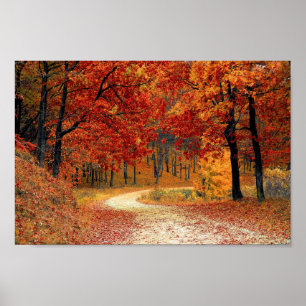 Poster Route des arbres d'automne colorés