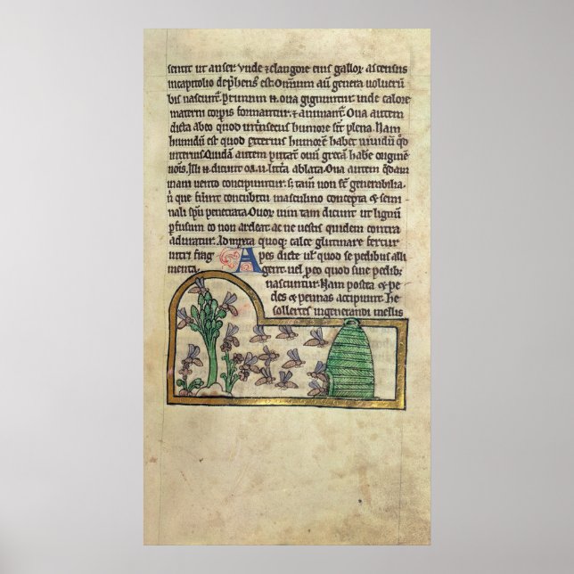 Poster Roy Page de texte avec illustration (Devant)