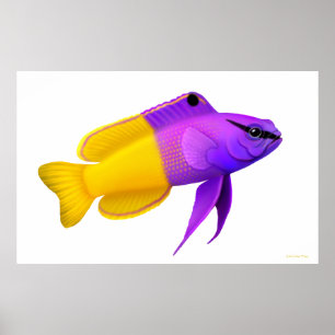 Poster Royal Gramma Coral Reef Poisson Poisson