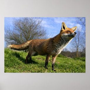 Poster Royaume-Uni, Angleterre. Renard roux (Vulpes vulpe