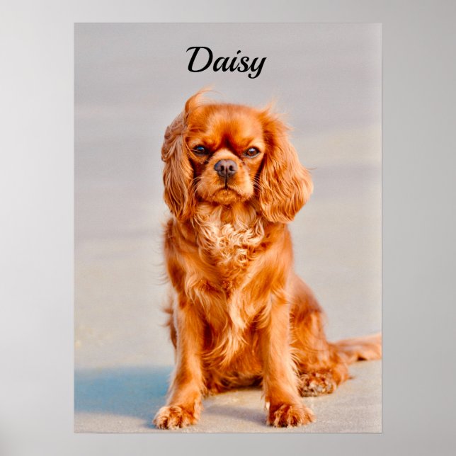 Poster Ruby Cavalier King Charles Spaniel (Devant)