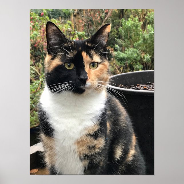 Poster Ruby The Big Kitten, 20 mois (Devant)